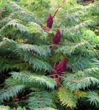 Rhus typhina f. dissecta