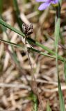 Sisyrinchium septentrionale