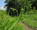 Lathyrus hirsutus. Верхушки зацветающих побегов. Краснодарский край, Крымский р-н, окр. станицы Неберджаевская, большая поляна в широколиственном лесу, поросшая высокими луговыми травами и зарастающая молодыми деревьями и кустарниками. 05.06.2016.