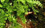Adiantum capillus-veneris. Вегетирующие растения. Франция, Прованс, Экс-ан-Прованс, Старый город, Моховой фонтан, в культуре. 25.07.2014.