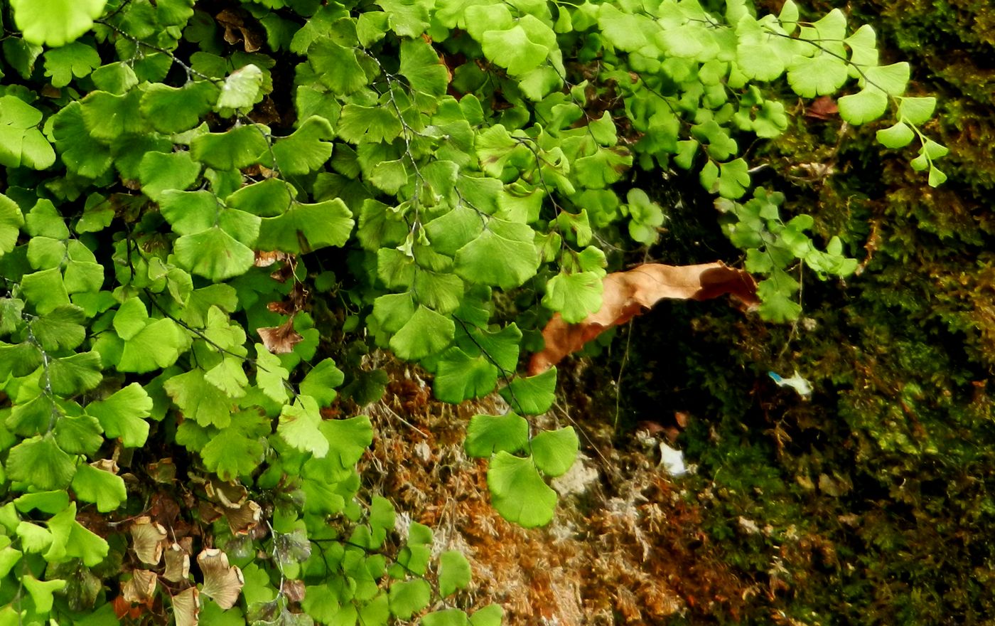 Image of Adiantum capillus-veneris specimen.