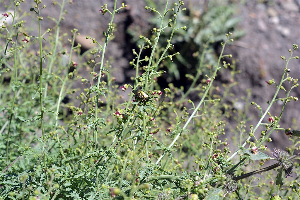 Image of Scrophularia variegata specimen.