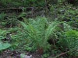 Dryopteris sichotensis. Общий вид растения. Приморский край, Дальнегорский городской округ, окр. с. Каменка, Прямая Падь, крутой северо-восточный склон, пихтарник зеленомошный с участием кедра корейского и берёзы ребристой. 11.06.2016.