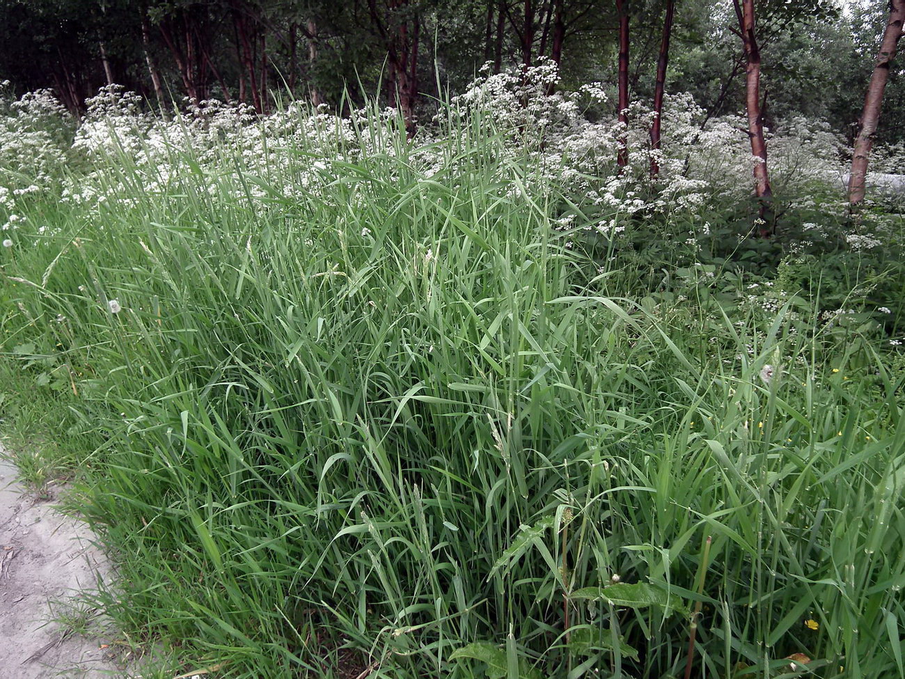 Изображение особи Phalaroides arundinacea.