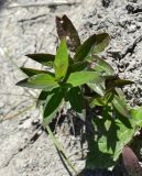 Hieracium scabiosum. Вегетирующее растение. Краснодарский край, окр. г. Геленджик, дубово-грабовый лес в балке, выходящей к морю, обнажённая часть склона. 08.06.2016.