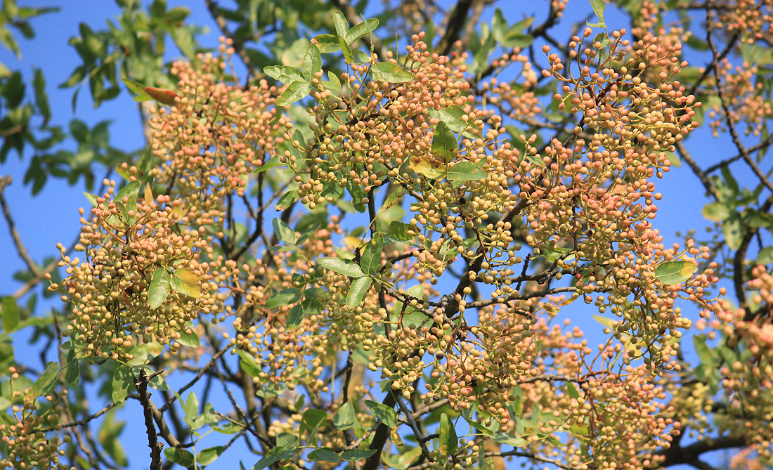 Image of Pistacia mutica specimen.