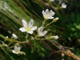 Eremogone juncea