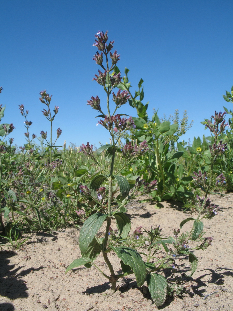Image of Nepeta micrantha specimen.