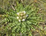 Cirsium esculentum