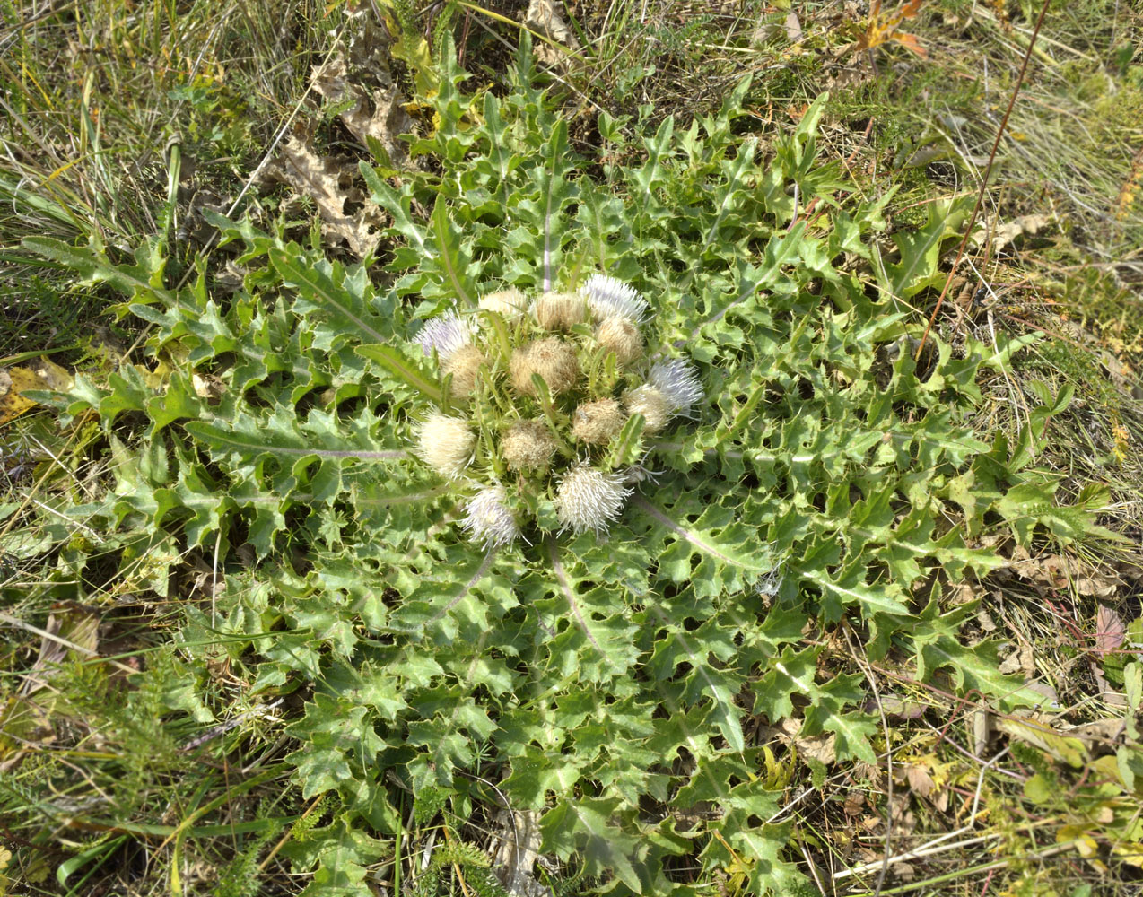 Изображение особи Cirsium esculentum.