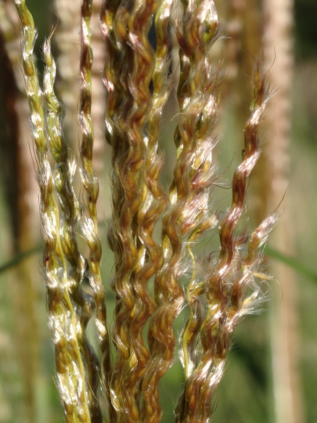 Image of Miscanthus purpurascens specimen.