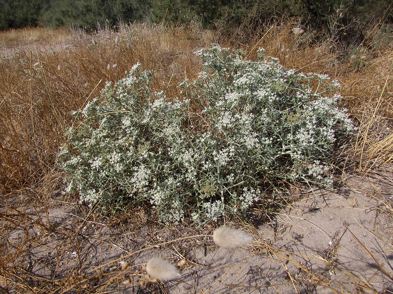 Изображение особи Echinophora spinosa.