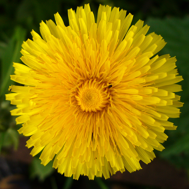 Image of Taraxacum officinale specimen.