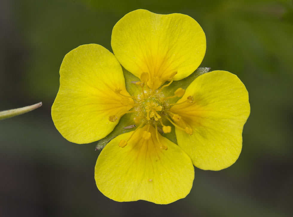 Изображение особи Potentilla erecta.