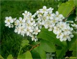 Padus avium. Цветки и листья. Украина, Ивано-Франковская обл., Болеховский горсовет, c. Поляница, берег р. Сукель. 29.04.2014.