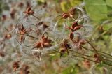 Clematis mandshurica