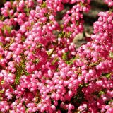 genus Erica. Цветки. Испания, Кастилия и Леон, г. Саламанка, сад \"Huerto de Calixto y Melibea\". Октябрь.