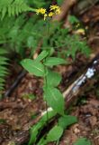 Crepis paludosa