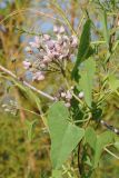 Cynanchum sibiricum