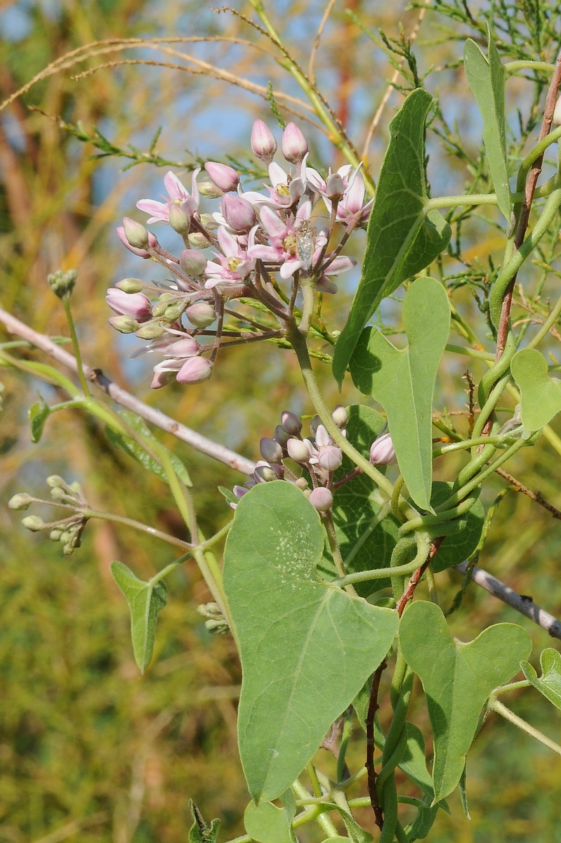 Изображение особи Cynanchum sibiricum.