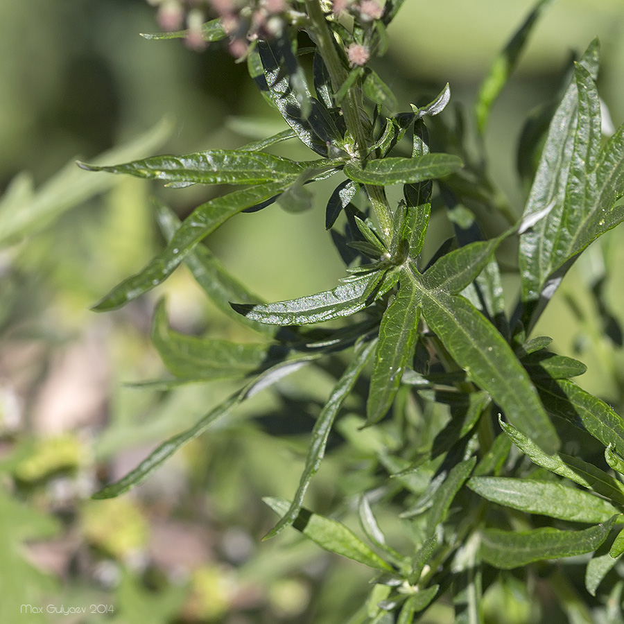 Image of Artemisia vulgaris specimen.