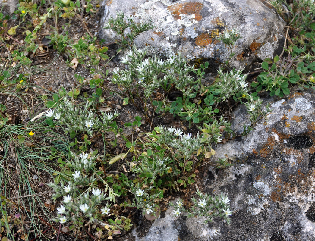 Image of Minuartia glomerata specimen.