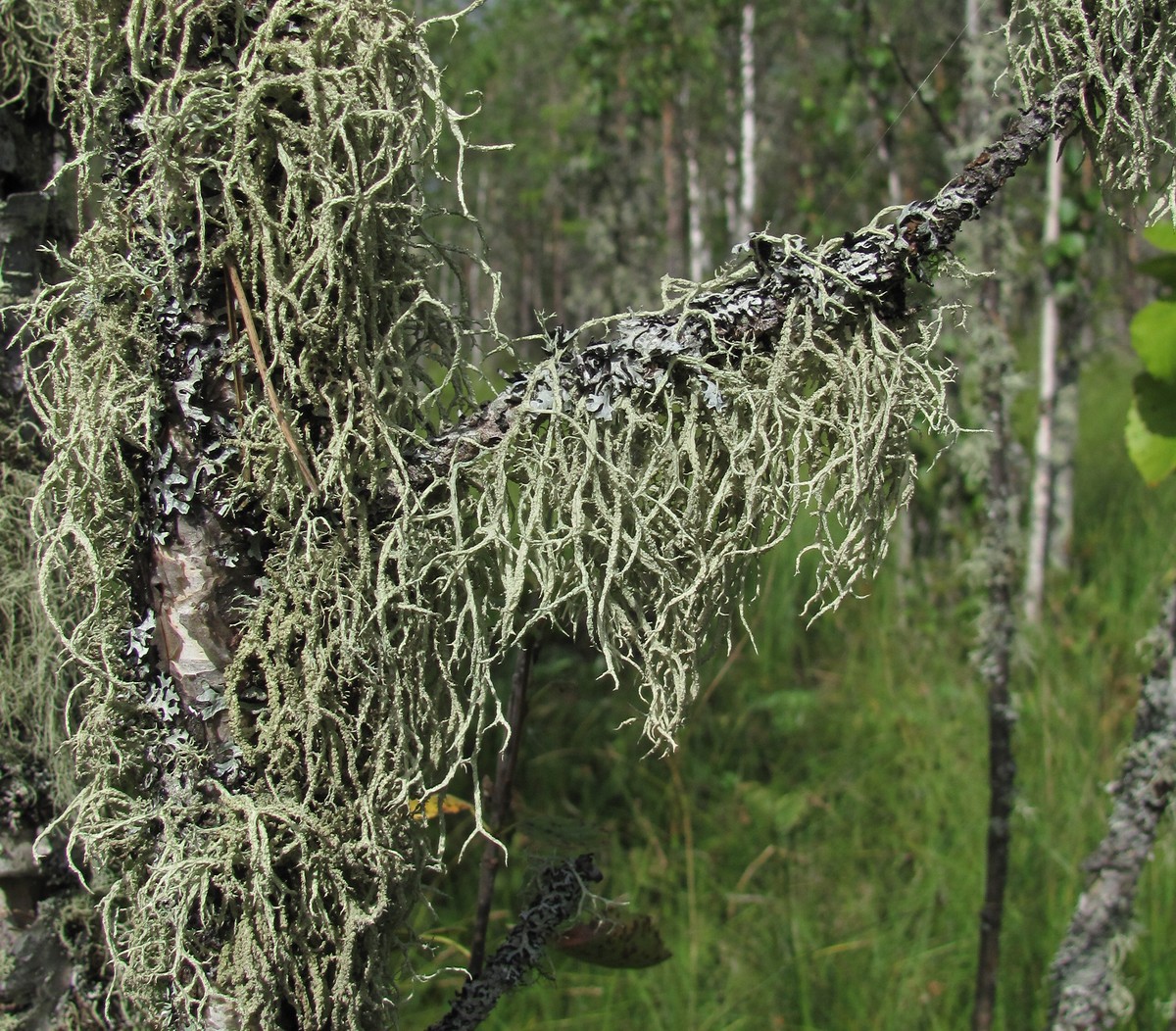 Image of Evernia mesomorpha specimen.