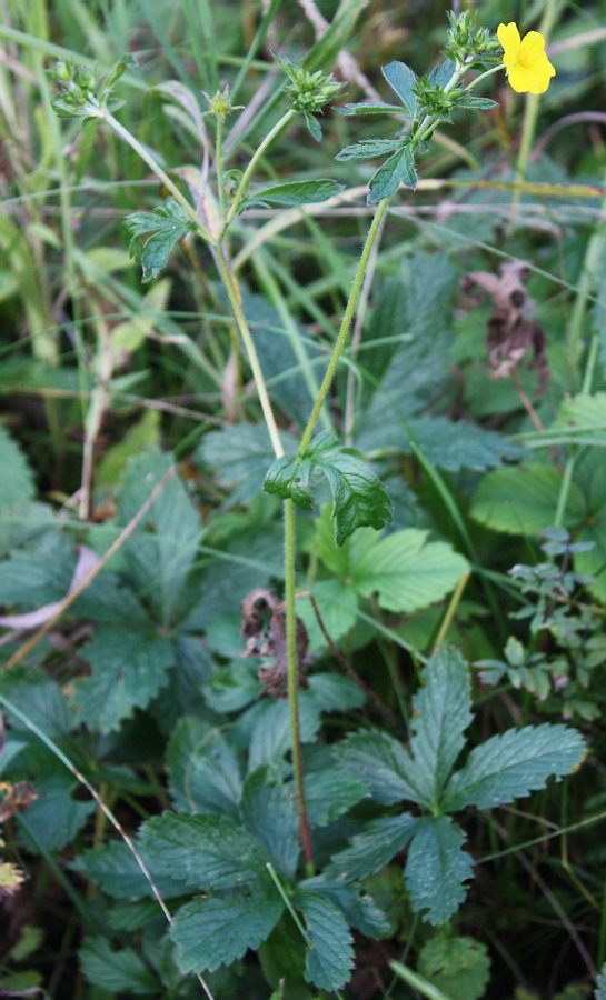 Изображение особи Potentilla chrysantha.