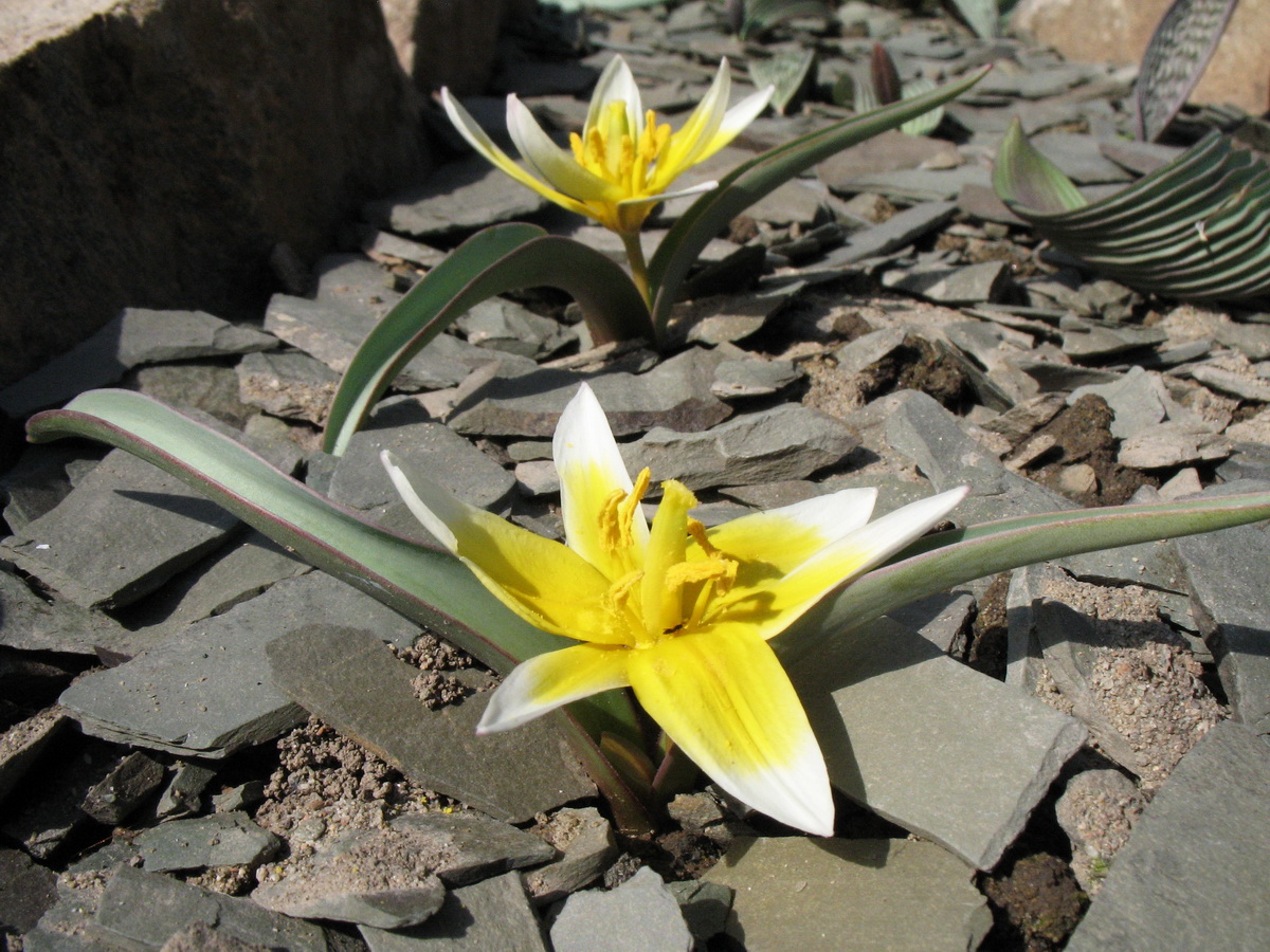 Image of Tulipa dianaeverettiae specimen.