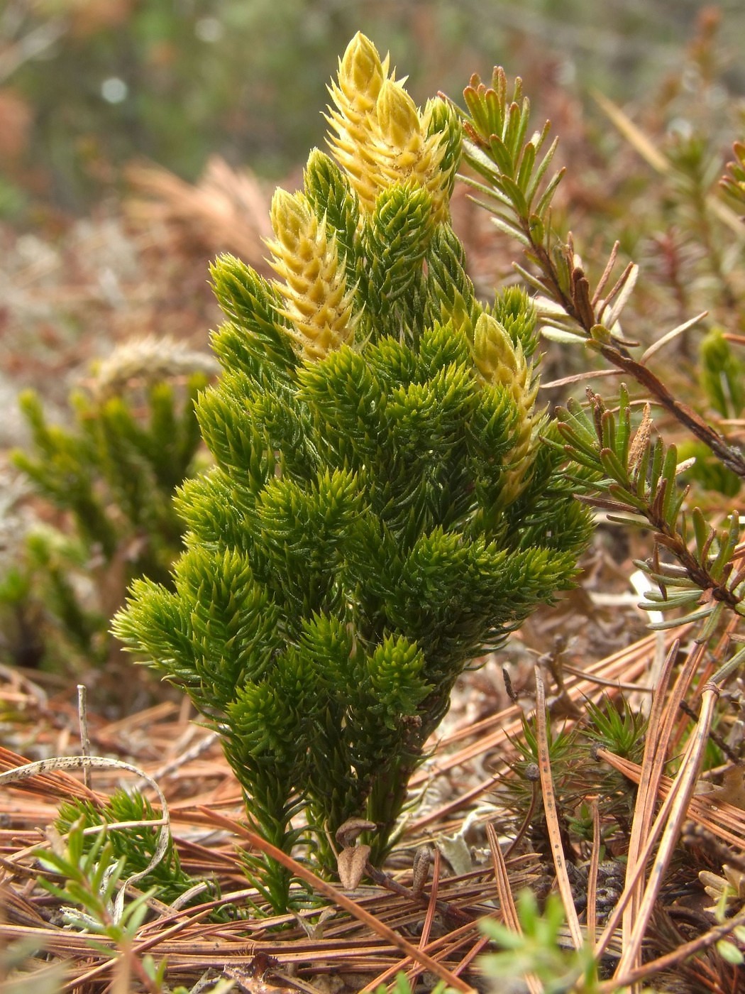 Image of Lycopodium juniperoideum specimen.