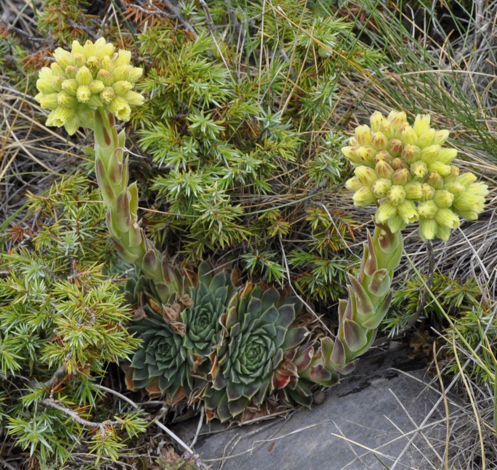 Image of Jovibarba heuffelii specimen.