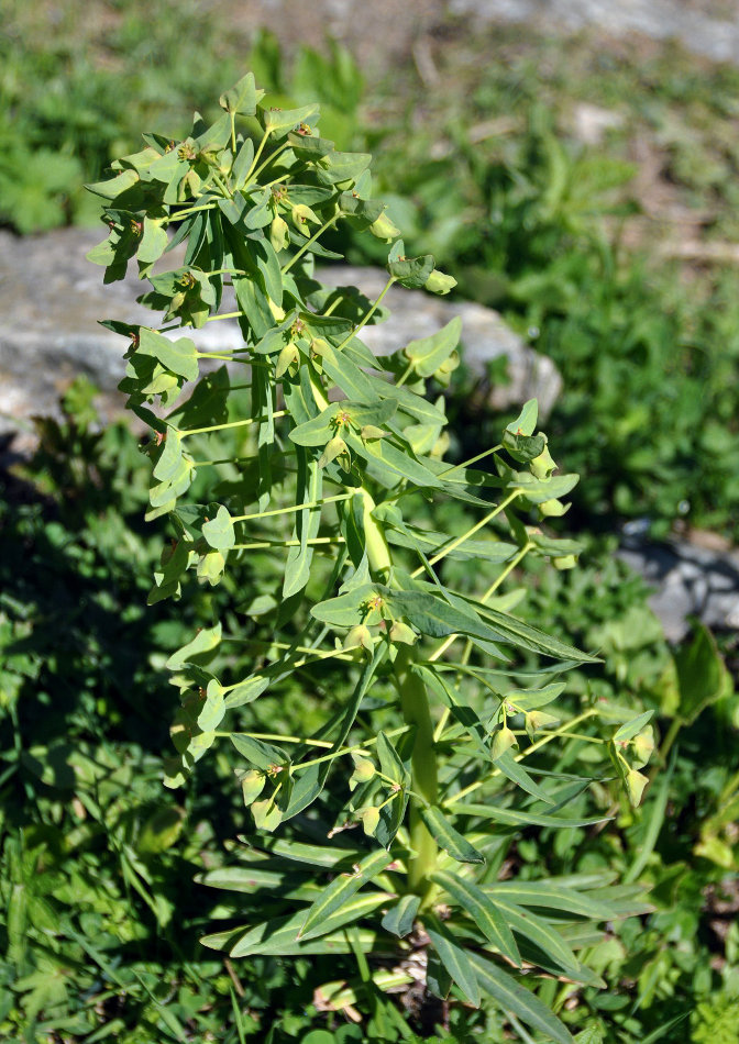 Изображение особи Euphorbia glaberrima.