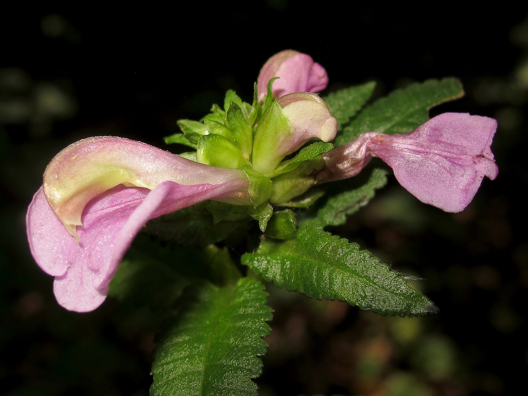 Image of Pedicularis resupinata specimen.