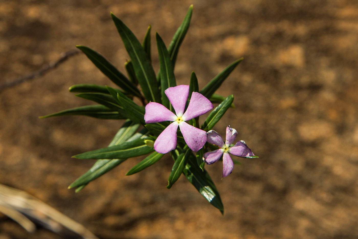 Изображение особи Catharanthus longifolius.