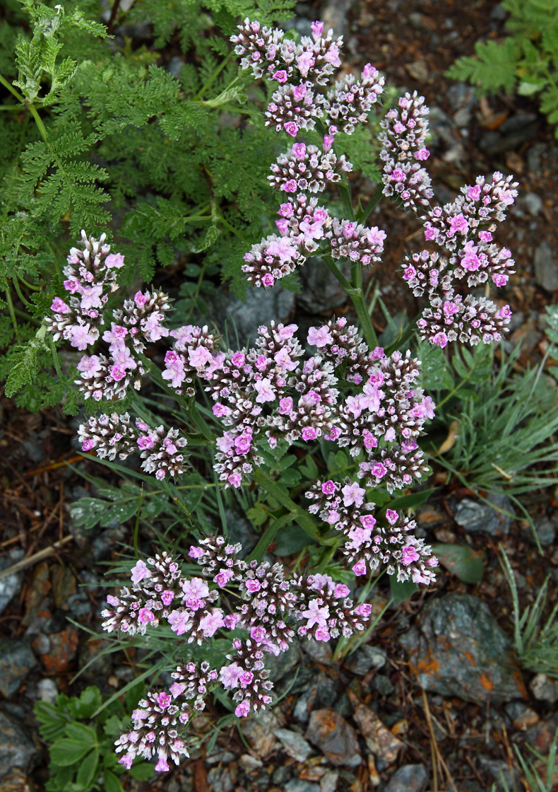 Изображение особи Goniolimon speciosum.