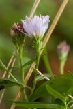 Symphyotrichum × salignum. Верхушка побега с соцветием. Санкт-Петербург, Старый Петергоф, парк \"Собственная дача\", разнотравно-злаковый луг. 02.10.2016.