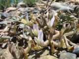 Astragalus transnominatus. Цветущее растение. Казахстан, вост. предгорья хр. Каратау, сев. кромка котловины оз. Кызылколь, галечниковые наносы на пестроцветах на склоне юго-зап. экспозиции. 25 апреля 2017 г.