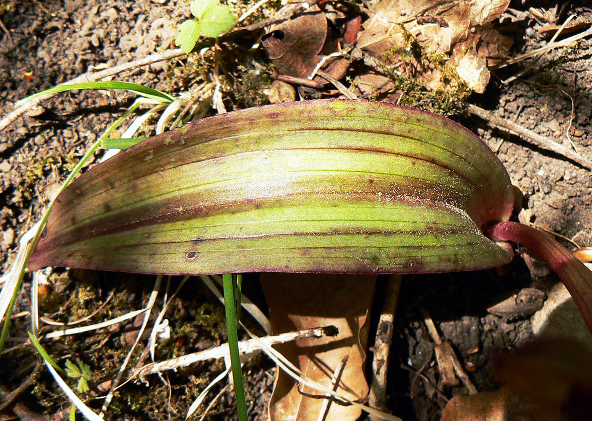 Image of Steveniella satyrioides specimen.