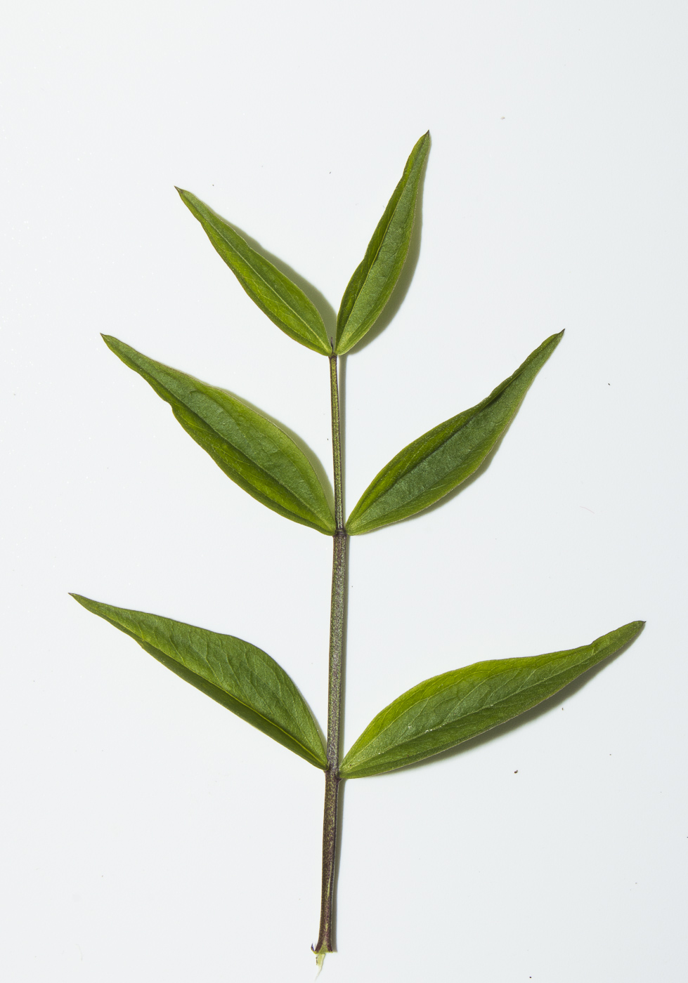 Image of Lathyrus vernus specimen.