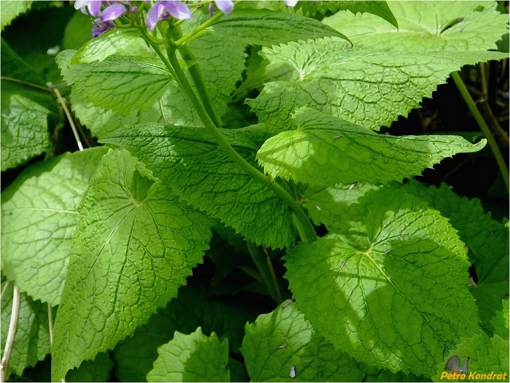 Изображение особи Lunaria rediviva.