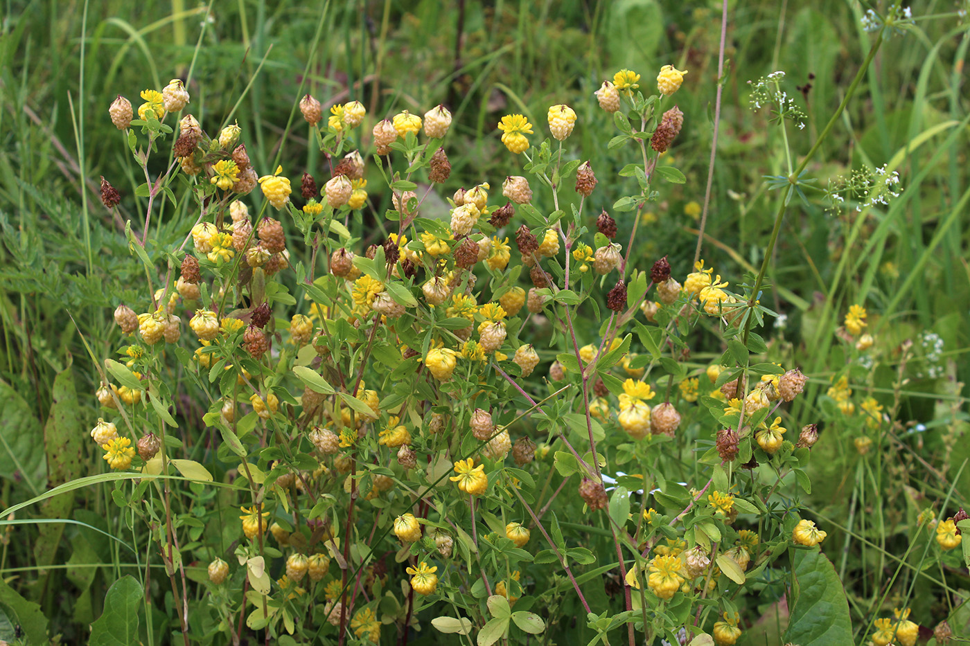 Image of Trifolium aureum specimen.