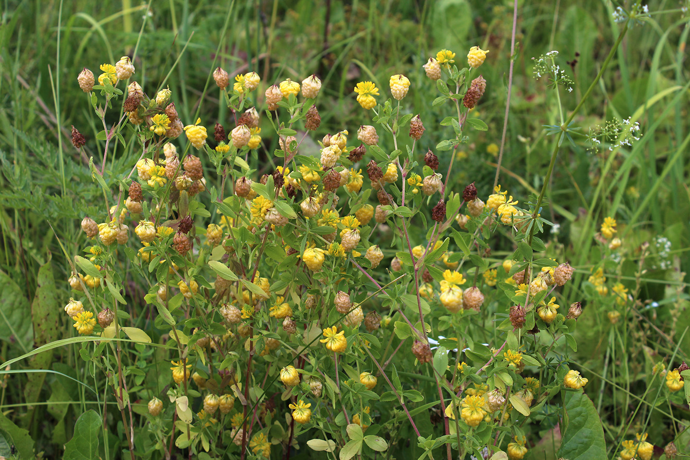 Image of Trifolium aureum specimen.