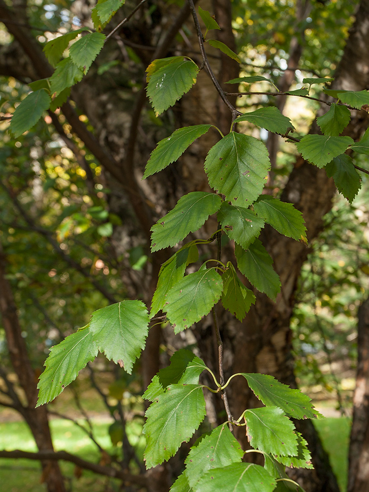 Изображение особи Betula raddeana.