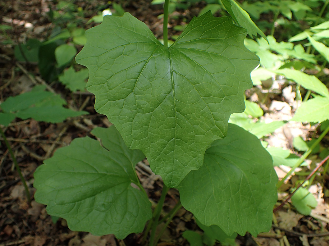 Image of Alliaria petiolata specimen.