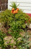 Fritillaria imperialis