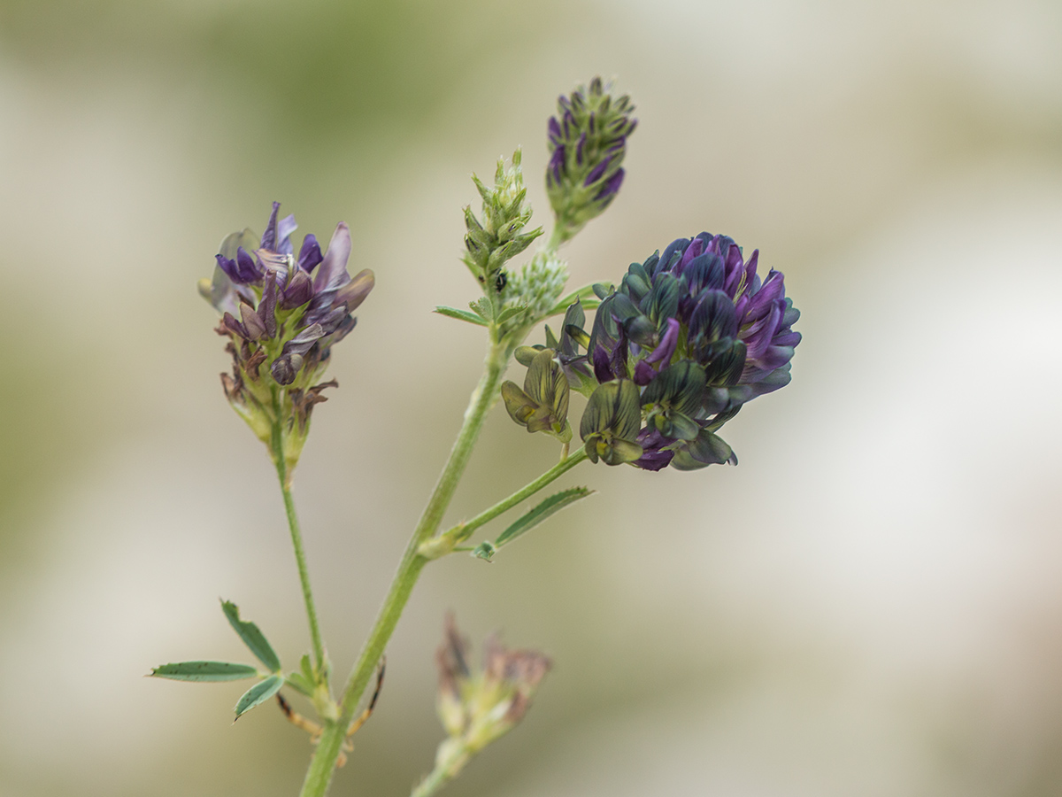 Изображение особи Medicago &times; varia.