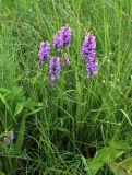 Dactylorhiza baltica