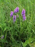 Dactylorhiza baltica. Цветущие растения. Московская обл., Одинцовский р-н, г. Кубинка, понижение у полотна Большого кольца МЖД. 02.07.2017.