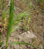 Anisantha tectorum