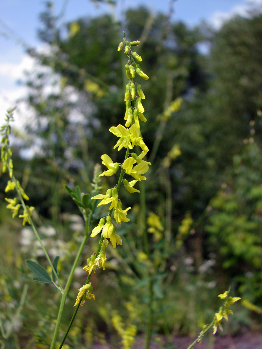 Изображение особи Melilotus officinalis.